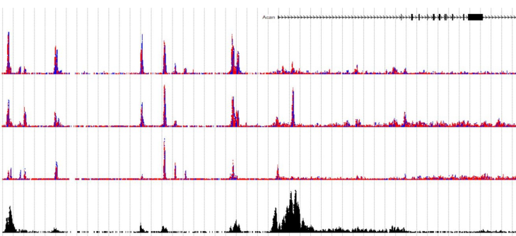 大庭伸介教授　ChlP 
                     軟骨関連遺伝子周辺における軟骨細胞関連転写因子の結合プロファイルを示すクロマチン免疫沈降シークエンスのデータ