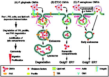 ３種のOMVsのIntracellular trafficking (P. gingivalis, enterotoxigenic E. coli, and Pseudomonas aeruginosa). 